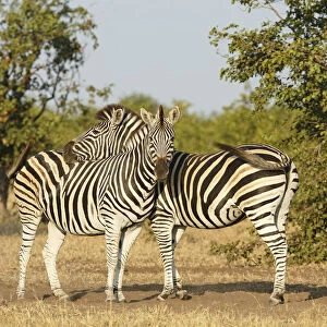 Plains Zebra (Equus quagga) pair, South Africa, Limpopo, Kruger National Park