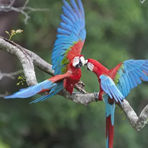 Red and Green Macaw (Ara chloroptera) pair fighting, Buraco das Araras, Mato Grosso do Sul