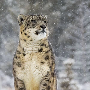 Snow Leopard (Panthera uncia) in the snow, Montana, United States