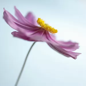 Anemone, Japanese anemone, Anemone japonica