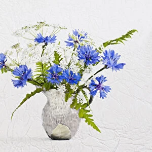 Cornflower, Centaurea cyanus and Cow parsley, Anthriscus sylvestris posy in jug vase. Artistic textured layers added to image to produce a painterly effect