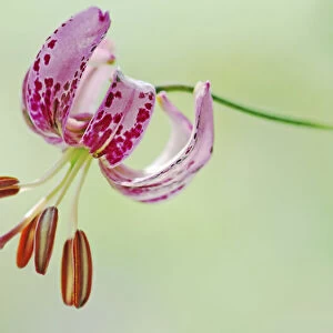 lilium martagon, lily, turkscap lily, pink subject, green background