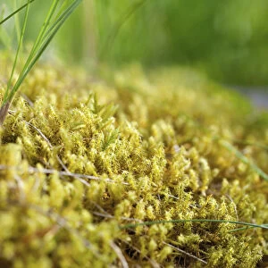 Moss, Abundance of dense yellow mosses growing outdoor