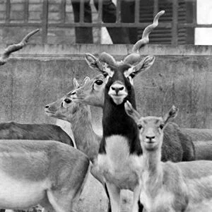Animals - Antelope. January 1967 P000373