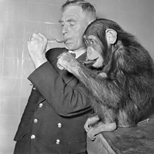 Animals Monkey Humour. Monkeys table manners. September 1953 D5598-001