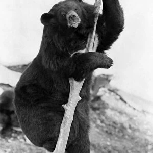 This Asiatic Bear climbs up the pole to look for his keeper bringing the food at