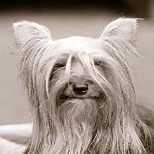 Bad Hair Day Yorkshire terrier dog sitting on chair Small litle tiny lap dog