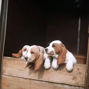 Basset Hounds pups - 1971