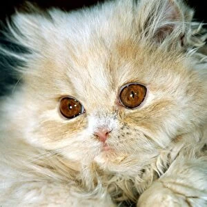 Cat with big eyes kitten Persian cat cute animal brown eyes