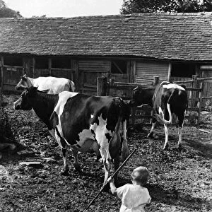 Child on a farm playing with a stick near cows. 7th August 1936