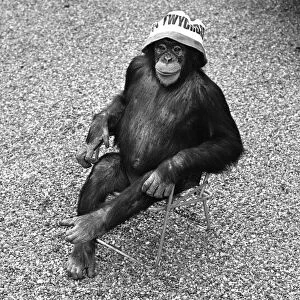 A Chimpanzee at Twycross Zoo sitting on a chair with a bucket and spade nearby