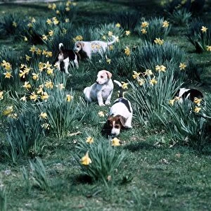 Foxhound Puppies play among the daffodils - Spring of 1977