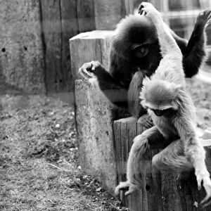 Gibbons at London Zoo. April 1975 75-1806-016