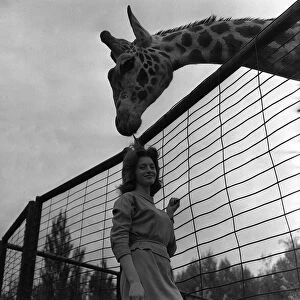 Giraffe called George May 1963 at Chester Zoo Irene Green with Giraffe