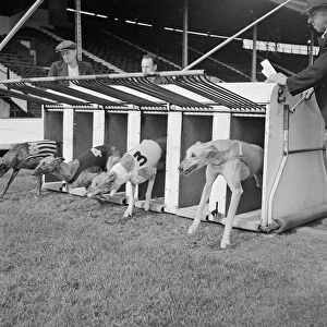Greyhounds leave the traps in a trial start Sport Greyhound Racing Animals dogs