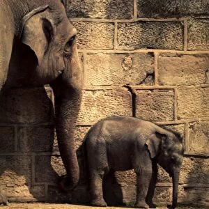Jubilee, the first elephant to be born in Britain, standing against the wall at Chester