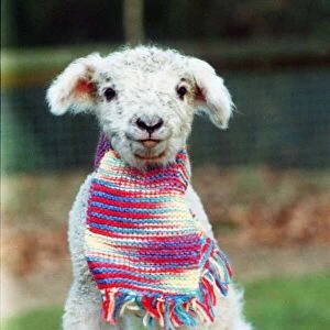 Lamb wearing a scarf