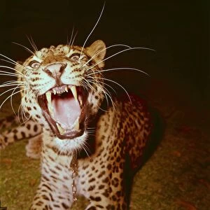 Leopard owned by Mr Frank Farrah of Southport, appeared in the film "