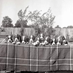 A line of springer spaniel puppies on a table circa 1950s dog dogs animals pet