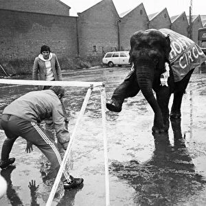 One of the main attractions at Bristol Citys ground was an elephant which made a