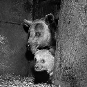 Mother Bear Sheila "brings out"a cub. April 1963 P000557