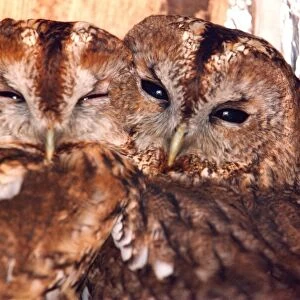 These two owls like to cuddle up together