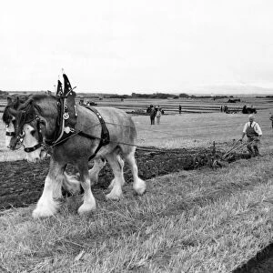 Participants at the Northern Counties ploughing match at Throckley in 1983