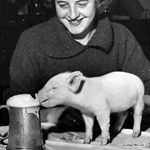 Piglet Piggy likes sitting with its owner Betty Draper in the Butcher