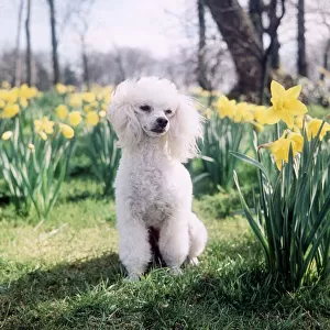 A Poodle sits among Daffodils - April 1968