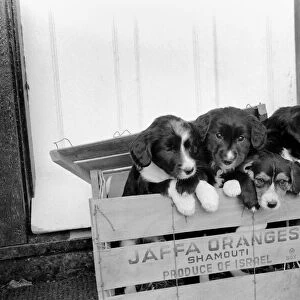 Puppies found abandoned in box. November 1969 Z11391-006