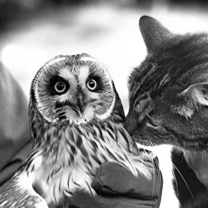 This Shor Eared Owl has made friends with this cat