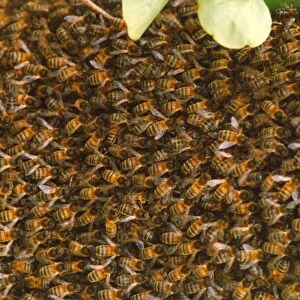 A swarm of bees