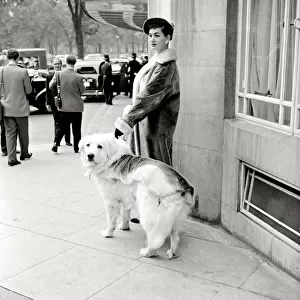 A woman wearing a fur coat with her pet golden retriever dog in London