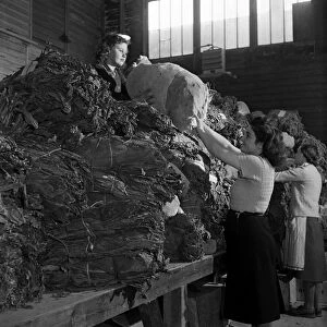 Women curing tobacco at the British Pioneer Tobacco Growers Association at Cookham