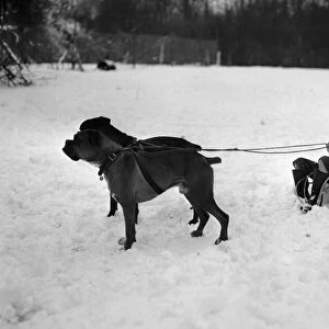 A young pet owner harnesses the power of his two boxer dogs to create a dog sleigh to get