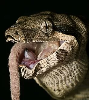 Boa constrictor eating a mouse C008 / 3368