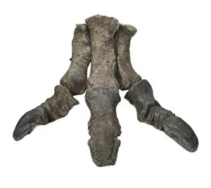Iguanodon dinosaur, fossil foot bones C016 / 4975