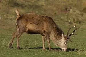Antlers Prints: A 10 point Red Deer stag grazing and defecating- Isle of Jura Scotland