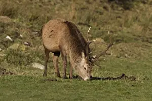 A 10 point Red Deer stag grazing - Isle of Jura Scotland