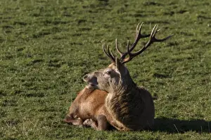 Antlers Prints: A 10 point Red Deer stag resting - Isle of Jura Scotland