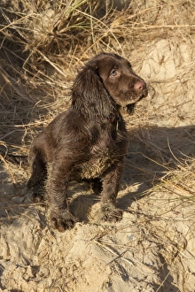 Sandy Prints: 12 week old Working Cocker Spaniel on the beach