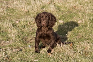 Spaniel Prints: 16 week old Working Cocker Spaniel
