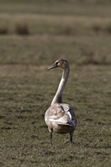 Islay Prints: 1st winter Mute Swan on the Scottish island of Islay