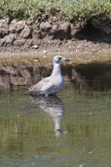 Lesser Prints: 1st year Juvenile Lesser Black Backed Gull. Havergate Island Suffolk