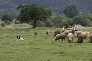 Shepherd Prints: 3 Balkan Karakachan sheep dogs watch over sheep - Bulgaria