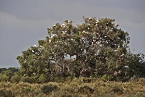 Andalusia Prints: 400 year old oaks where there is a colony of 1