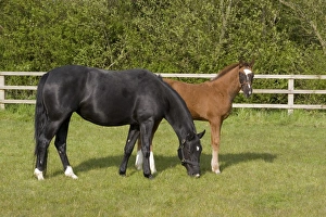 Horse Prints: 5 month old hanoverian foal with black mare