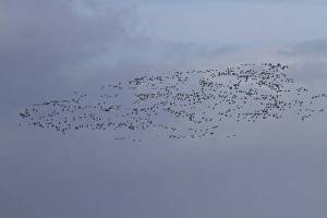 Wash Prints: About 750 Brent Geese flying along the sea wall Terrington Marsh, The Wash