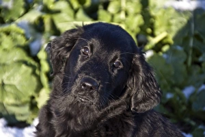 9 week old flat coated retriever puppy