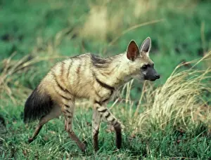 Aardwolf (Proteles cristatus) Walking on grass D1 2784